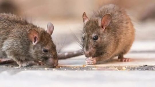 ministerio-de-salud-de-argentina-dice-que-expertos-viajaran-a-ushuaia-para-realizar-pruebas-de-hantavirus-en-roedores