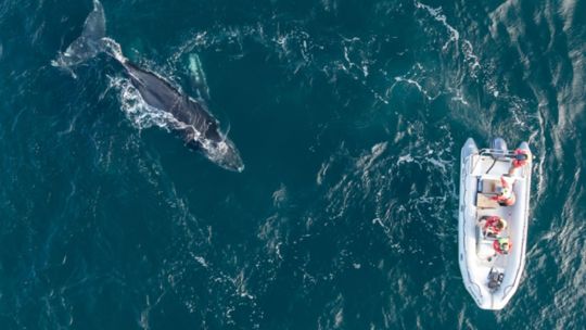 te-presentamos-a-popa,-la-ballena-que-unio-la-patagonia-azul-con-la-antartida-en-tiempo-record