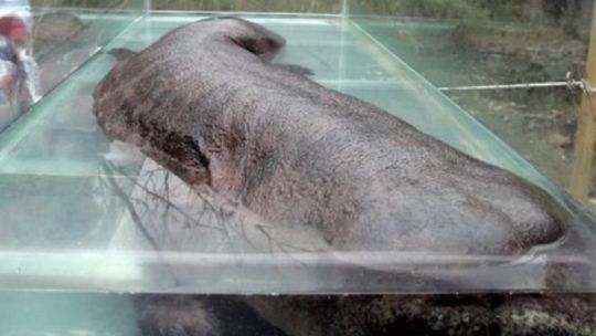 un-guardaparques-norteamericano-fotografio-una-especie-marina-nunca-antes-vista