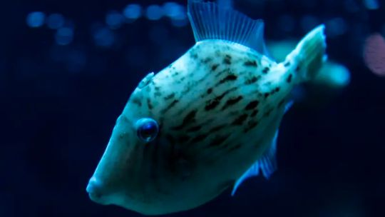 ¿por-que-los-peces-no-tienen-pelo?-la-evolucion-tiene-la-respuesta