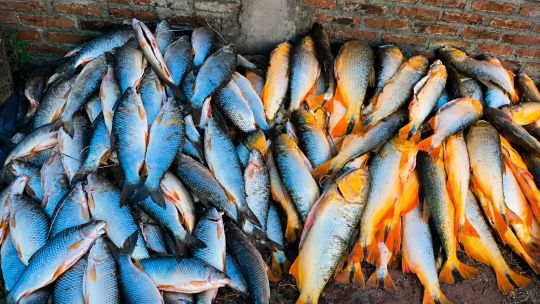 decomisan-190-bogas-y-dorados-en-entre-rios:-golpe-a-la-pesca-ilegal-sobre-la-ruta-12