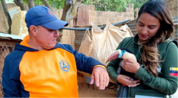 rescatan-tres-aves-silvestres-del-cautiverio-y-el-maltrato-en-anzoategui