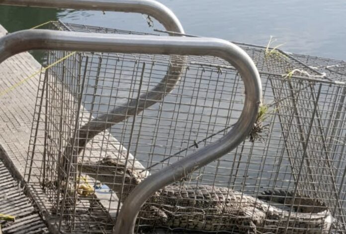 captura-de-caiman-revela-abandono-de-piscina-olimpica-en-la-universidad-simon-bolivar