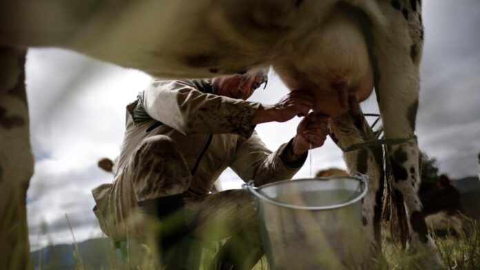 ganaderos-del-caribe-alertan-crisis-por-fenomeno-de-el-nino:-pequenos-productores-serian-los-mas-afectados-por-sequia-y-alza-de-costos