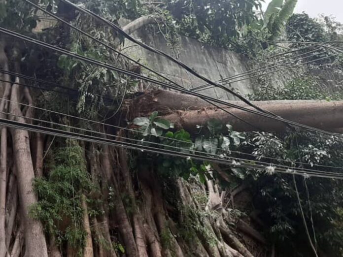 reportan-arbol-caido-sobre-cables-de-alta-tension-en-baruta