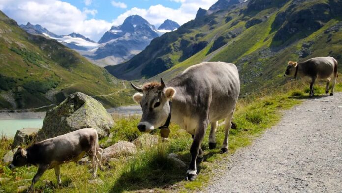mujer-de-67-anos-de-edad-murio-tras-ser-atacada-por-un-rebano-de-vacaciones-en-austria