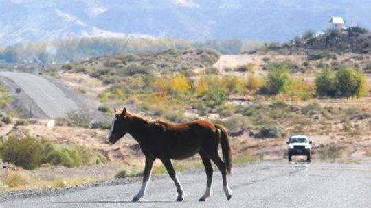 ¿como-es-el-plan-para-reducir-el-atropellamiento-de-animales-autoctonos-en-las-rutas-entrerrianas?