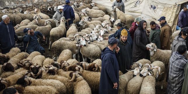 en-marruecos,-el-precio-de-la-viande-de-mouton-se-hizo-escandalo-al-acercarse-al-aid