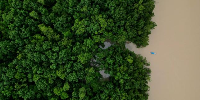 au-bresil,-la-deforestation-a-son-plus-bas-niveau-depuis-2019-selon-un-nouveau-rapport,-malgre-des-menaces-persistentes