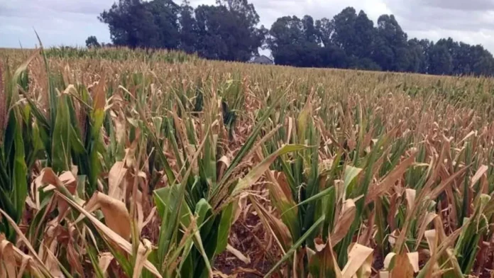 el-gobierno-declaro-la-emergencia-agropecuaria-en-chubut,-santa-cruz-y-zonas-de-mendoza
