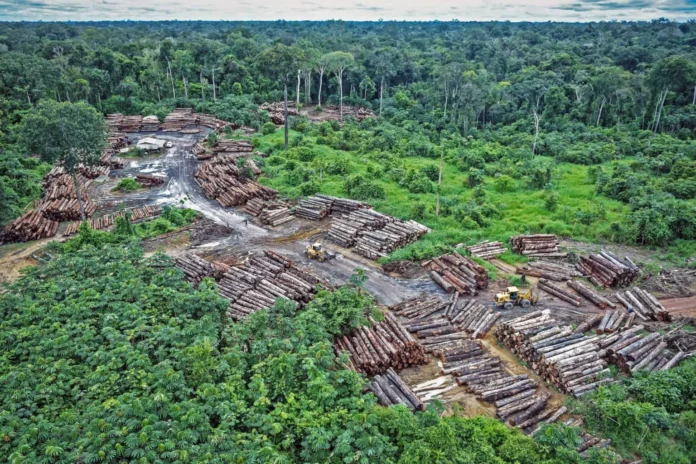 brasil-reducira-la-deforestacion-en-2025,-pero-el-cerrado-sigue-a-la-cabeza