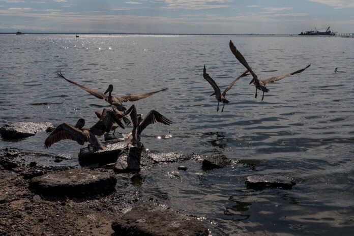 15-especies-de-aves-marinas-en-riesgo-de-desaparecer-por-derrames-de-crudo-en-costas-de-venezuela