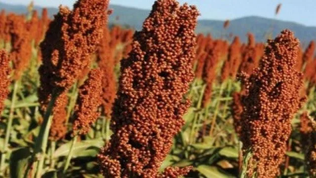 sorgo-es-el-principal-cultivo-de-la-campana-de-invierno