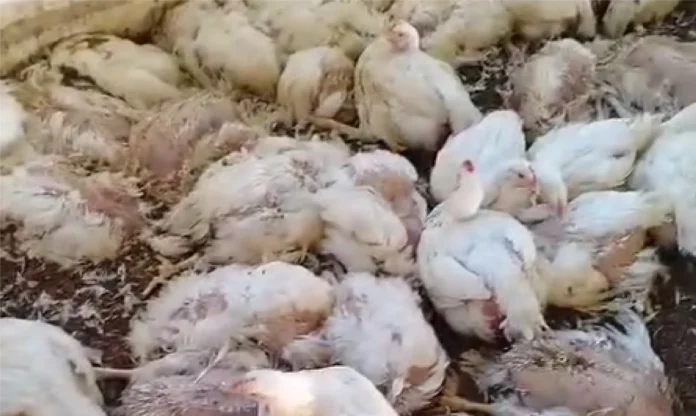 mueren-115.000-pollos-por-falta-de-alimento-en-cochabamba