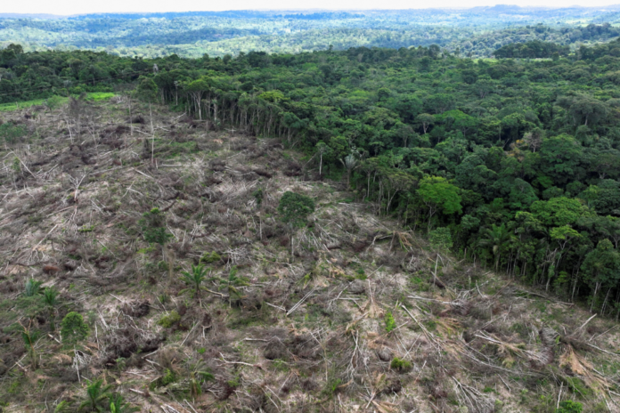 la-deforestacion-de-brasil-cayo-un-20,6%-en-2025,-la-mas-baja-desde-que-comenzaron-los-registros