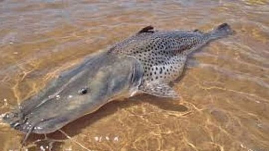 prohiben-pescar-en-el-rio-parana-para-proteger-un-enorme-cardumen-de-surubies