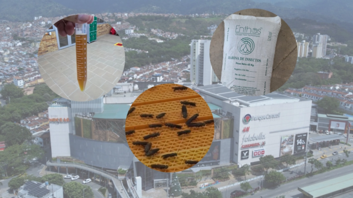 en-floridablanca-esta-el-primer-centro-comercial-de-colombia-con-un-modelo-de-bioconversion-de-residuos-para-convertirlos-en-aceite,-harina-y-abono.