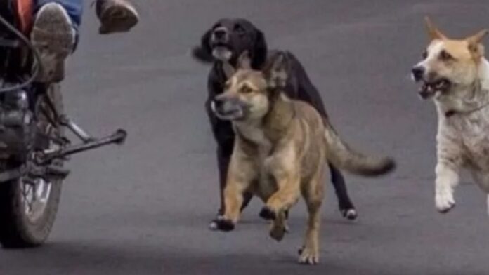 la-atacaron-tres-perros-mientras-andaba-en-moto,-ahora-los-duenos-deberan-pagarle-una-suma-millonaria