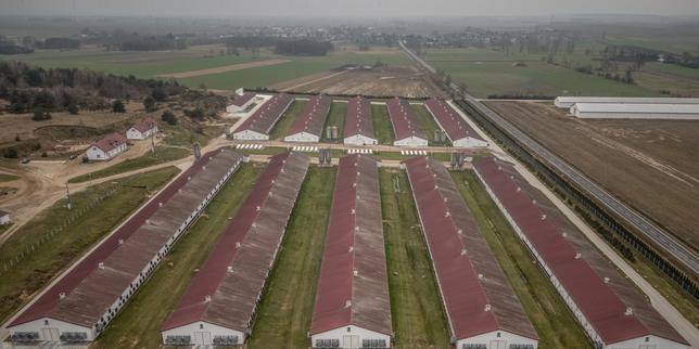 la-filiere-avicole-polonesa-redoute-los-efectos-del-acuerdo-con-el-mercosur