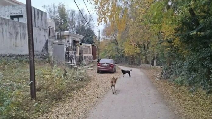 investigan-el-hallazgo-de-un-craneo-humano-en-el-patio-de-una-casa-en-cordoba.