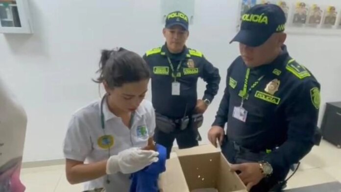 indignante:-un-hombre-pretendia-volar-desde-cartagena-a-republica-dominicana-con-dos-ardillas-escondidas-en-sus-partes-intimas