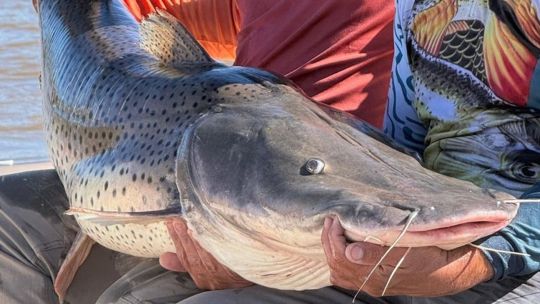 la-veda-relampago-del-parana:-tras-solo-cinco-dias-vuelven-a-habilitar-la-pesca