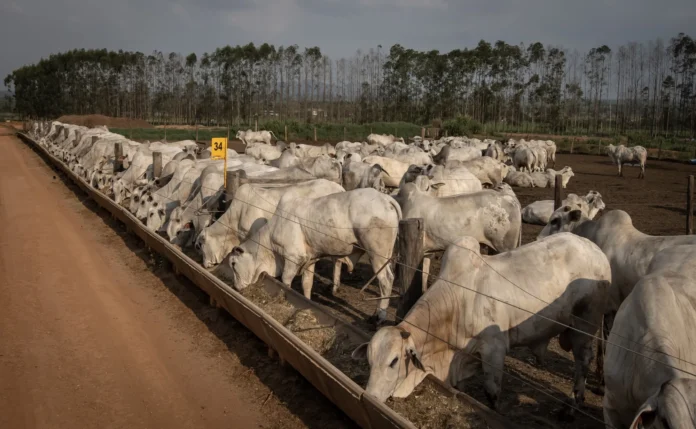 brasil-logra-acceso-a-carne-vacuna-de-guatemala-en-nuevo-acuerdo-de-cooperacion-agricola