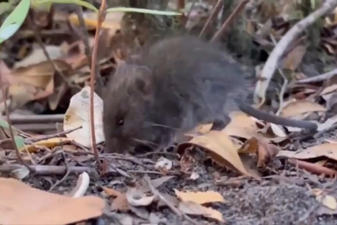 argentina-amplia-a-otra-provincia-el-estudio-de-roedores-por-hantavirus