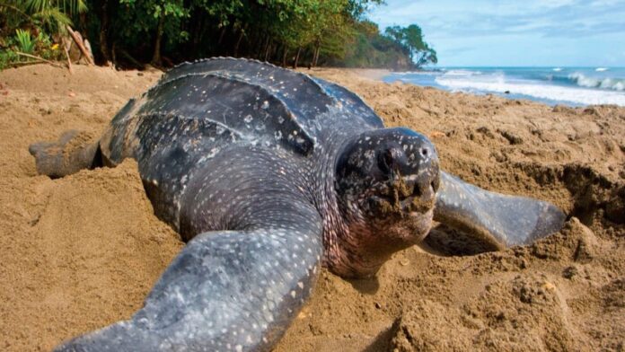 tumba-delito-ambiental:-area-vulnerable-de-desove-de-tortugas-en-la-guaira