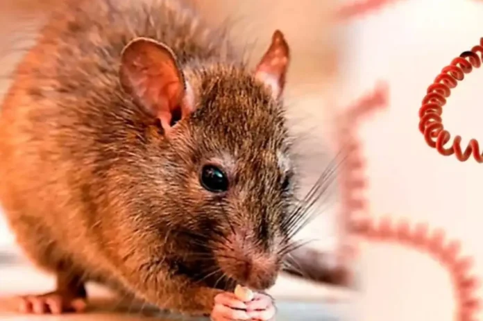 republica-dominicana-suma-149-casos-de-leptospirosis