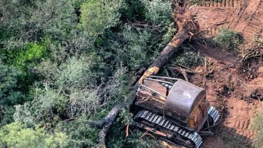 un-fallo-judicial-reactivo-la-proteccion-ambiental-de-los-bosques-chaquenos