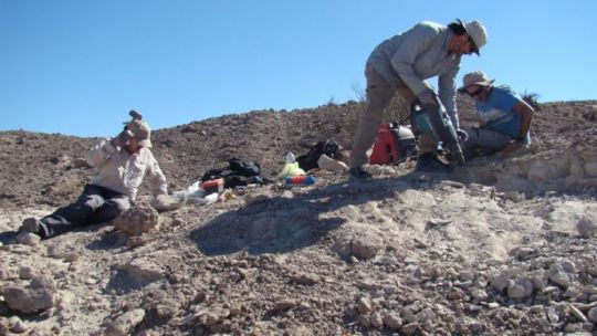 cientificos-argentinos-descubren-un-milenario-y-gigantesco-pariente-de-los-cocodrilos