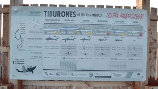 tiburones-en-peligro:-colocan-carteles-informativos-para-fortalecer-la-pesca-responsable-en-rio-negro