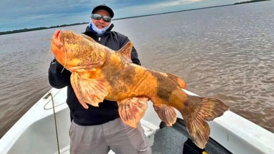 un-gigante-del-fondo:-pescaron-un-manguruyu-de-20-kilos-en-corrientes