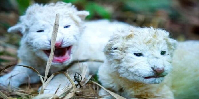 nacen-dos-cachorros-de-leon-blanco-en-el-zoologico-las-delicias-de-maracay