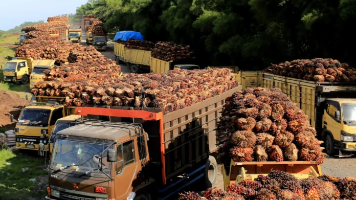 el-auge-del-aceite-de-palma-en-colombia-se-enfrenta-a-una-inminente-fecha-limite-de-deforestacion-en-la-ue