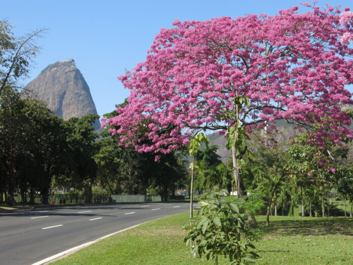 guia-de-vida-nocturna-de-rio-de-janeiro-para-el-domingo-14-de-junio-de-2026