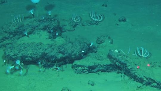 encuentran-el-cementerio-de-ballenas-mas-grande-y-profundo-de-la-historia-en-el-oceano-indico