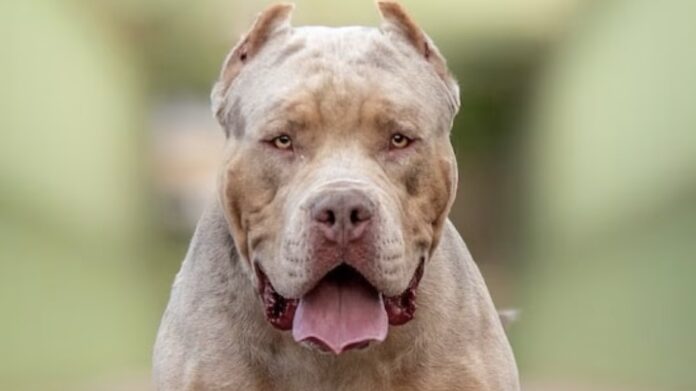 un-pitbull-ataco-a-una-nena-de-5-anos-y-le-tienen-que-reconstruir-la-cara.
