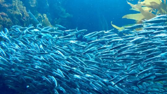 ¿cual-es-el-pequeno-pez-que-es-vital-para-alimentar-al-mar-patagonico?