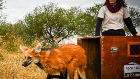 liberan-a-decenas-de-ejemplares-emblematicos-de-la-fauna-santafesina-en-su-habitat-natural