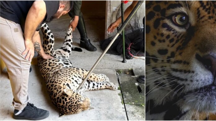 universidad-nacional-responde-tras-escape-de-jaguar-de-110-kilos-rescatado-en-leticia:-‘se-lo-entregamos-a-corpoamazonia’;-esto-dijo-el-director