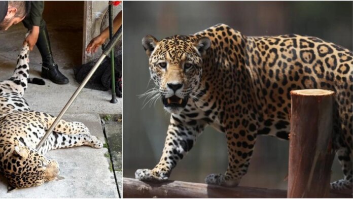 corpoamazonia-revela-la-posible-causa-de-la-fuga-del-jaguar-en-leticia:-altos-niveles-de-estres-por-la-polvora-habrian-provocado-el-escape-del-felino