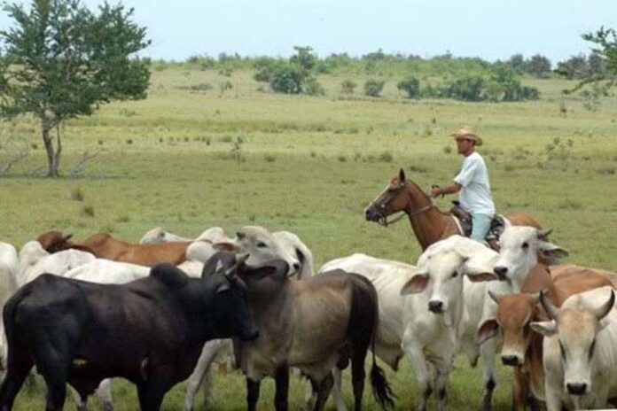 fedenaga-advierte-que-el-borrador-de-la-ley-agraria-aprobado-por-la-an-necesita-redefinir-el-marco-sancionatorio