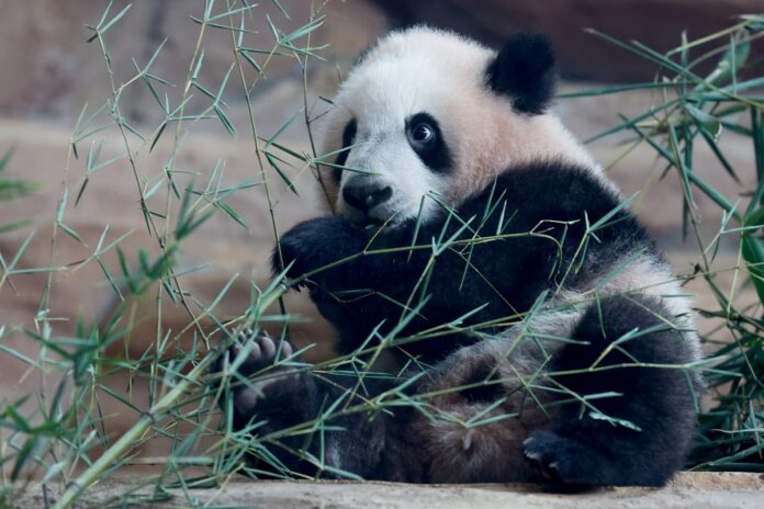 primer-cachorro-de-panda-gigante-nacido-en-indonesia-debuto-en-un-zoologico:-asi-es-satrio-‘rio’-wiratama