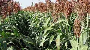 concluye-siembra-de-invierno-con-mas-de-950.000-hectareas-cultivadas