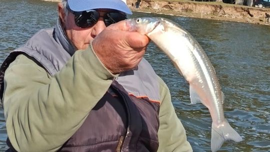 pejerreyes-de-45-cm-en-monte,-en-el-podio-de-las-mejores-lagunas-bonaerenses