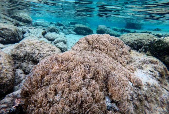 venezuela-y-la-fao-activan-un-plan-para-frenar-el-avance-del-invasor-de-coral-unomia-stolonifera-en-el-mar-caribe