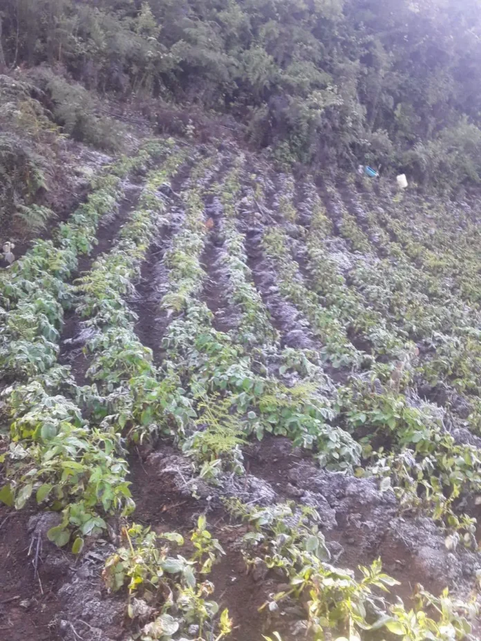 helada-en-los-valles-crucenos-preocupa-a-productores