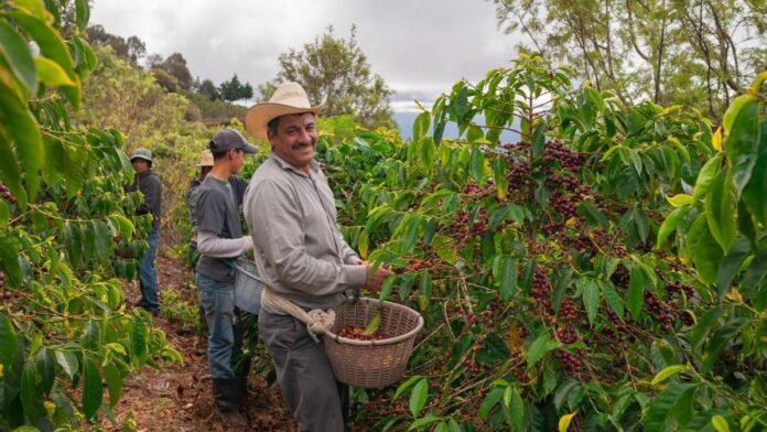 asi-pierden-hasta-el-20,8-%-de-sus-ingresos-los-caficultores-de-las-regiones-de-colombia-por-la-concentracion-de-compradores:-estudio-analiza-el-fenomeno